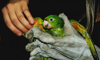 Minas Gerais amplia áreas de soltura de animais da fauna silvestre