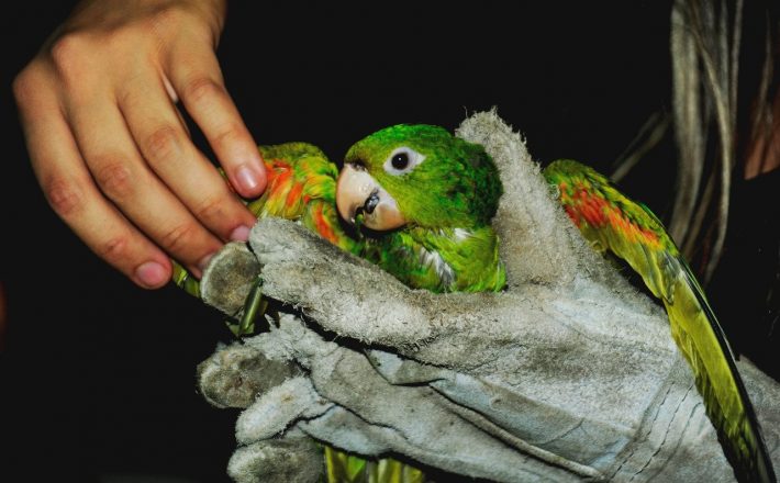 Minas Gerais amplia áreas de soltura de animais da fauna silvestre