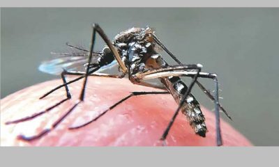 Imunidade adquirida pelo vírus da dengue pode proteger contra o da zika