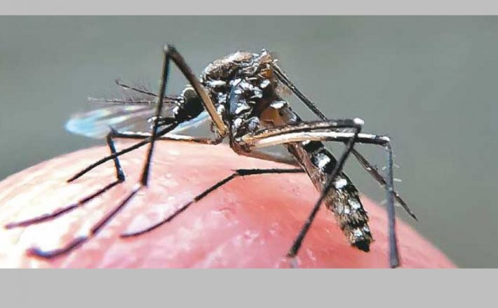 Imunidade adquirida pelo vírus da dengue pode proteger contra o da zika