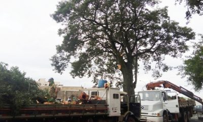 IPDSA conclui laudo técnico de árvores próximas ao Cemitério das Paineiras