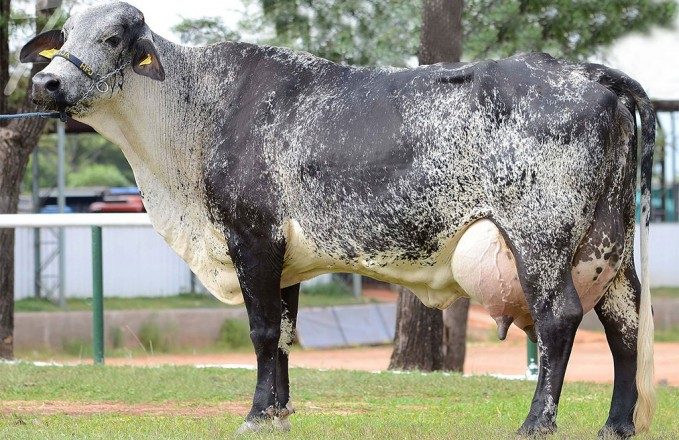 1ª Exposição Interestadual de Girolando em Uberaba terá foco no pequeno e médio produtor