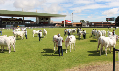 Expoinel Minas e mais quatro feiras movimentam PFC