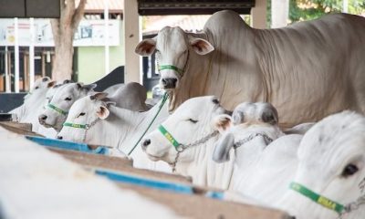 Expoinel Mineira já recebeu mais de 500 animais