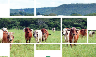 Gerente do PMGZ Leite participa de Prova Brasileira de Produção de Leite a Pasto