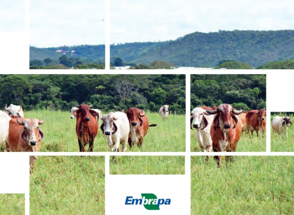 Gerente do PMGZ Leite participa de Prova Brasileira de Produção de Leite a Pasto Gerente do PMGZ Leite participa de Prova Brasileira de Produção de Leite a Pasto