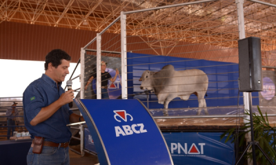 PNAT 2018 vai contar com leilão de touros participantes