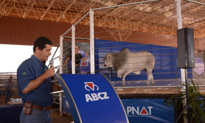 Faturamento de leilões da ExpoZebu 2018 já ultrapassa R$24 milhões