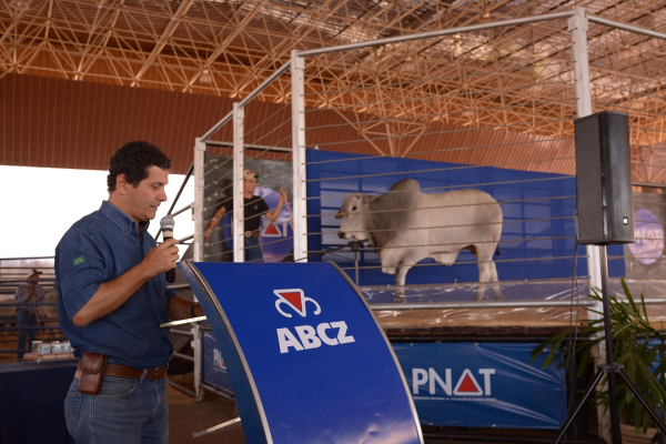 Faturamento de leilões da ExpoZebu 2018 já ultrapassa R$24 milhões