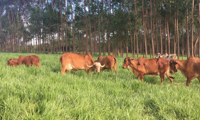 Matrizes do 3º Concurso Leiteiro de Fazenda já estão na Fazenda Experimental da ABCZ