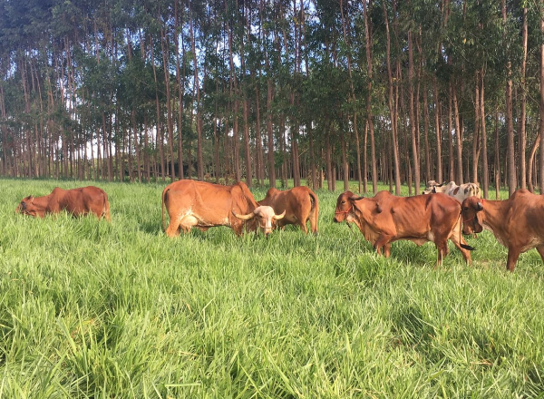 Matrizes do 3º Concurso Leiteiro de Fazenda já estão na Fazenda Experimental da ABCZ