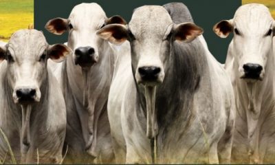 2º Leilão Reprodutores Nelore JLB irá oferecer touros Pró-Genética