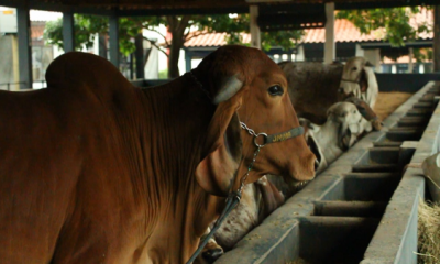 ExpoZebu 2018: Cerca de 600 animais já estão no Parque Fernando Costa