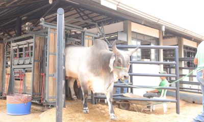 ExpoZebu 2018: Primeiros animais começam a chegar a partir da próxima segunda (16)