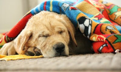 Prefeitura realiza a primeira Campanha do Agasalho Animal 