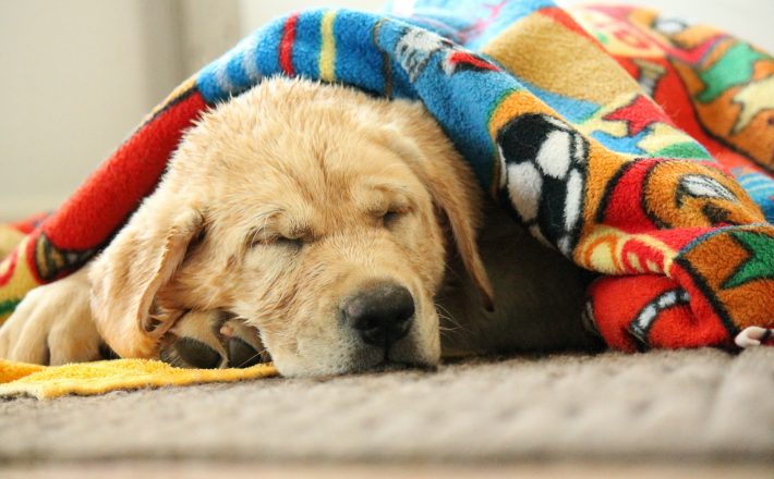 Prefeitura realiza a primeira Campanha do Agasalho Animal 