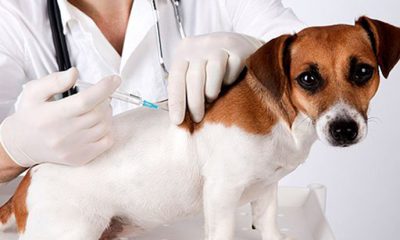 Etapa urbana da Campanha de Vacinação Antirrábica de cães e gatos começa hoje