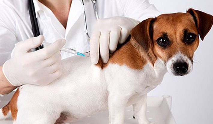 Mais de 10 mil animais já foram vacinados em quatro dias da Campanha Antirrábica