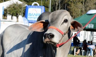 Definidos os Grandes Campeões da Expointer 2018