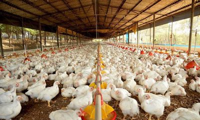 Uberaba conquista investimento de R$36 milhões com instalação de nova granja no município 