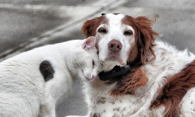 PMU e Ministério Público discutem andamento do Programa de Controle Populacional de Cães e Gatos