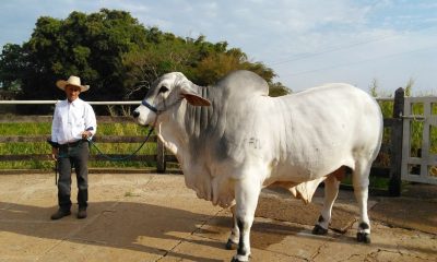 Gado Tabapuã ganhará núcleo interestadual de criadores da raça
