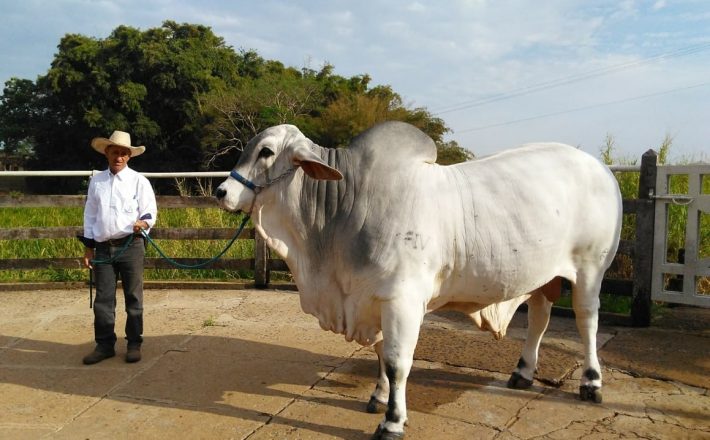 Gado Tabapuã ganhará núcleo interestadual de criadores da raça