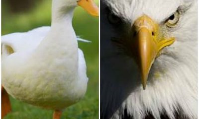 Pato ou Águia? Você decide!