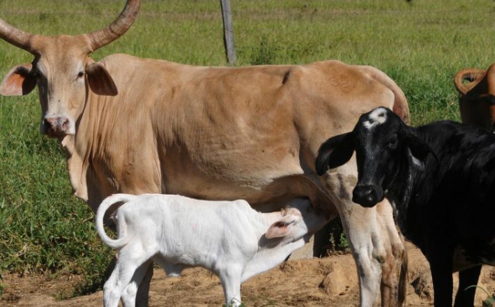 Regiões agrícolas brasileiras puxam crescimento do PIB