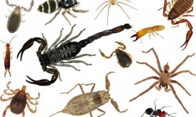 Zoonoses foca no trabalho de prevenção de doenças transmitidas por animais