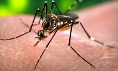 Ações de combate ao Aedes aegypti precisam ser intensificadas neste início de ano