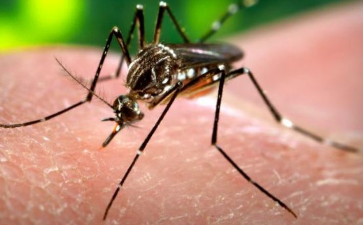Ações de combate ao Aedes aegypti precisam ser intensificadas neste início de ano