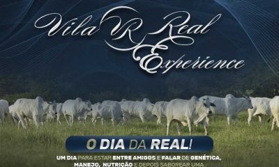 Dia de campo terá a oferta de touros da raça Nelore com o padrão Pró-Genética