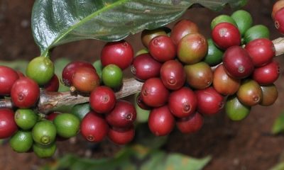 Emater garante assistência técnica para cafeicultores mineiros