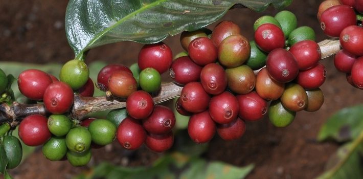 Emater garante assistência técnica para cafeicultores mineiros