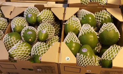 Epamig faz pesquisa sobre os benefícios do abacate