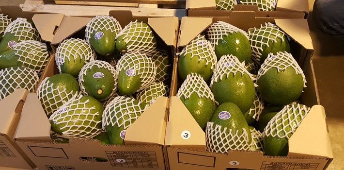 Epamig faz pesquisa sobre os benefícios do abacate Epamig faz pesquisa sobre os benefícios do abacate