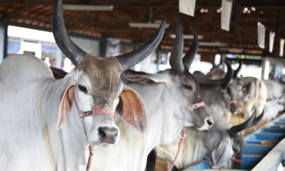 ExpoZebu 2019: Inscrições com maior desconto terminam amanhã (08)