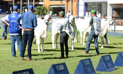 Com transmissão ao vivo, ABCZ realiza sorteio para escolha de jurados para ExpoZebu 2019 nesta terça