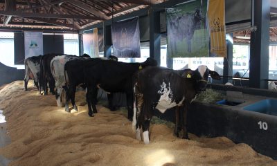 Animais Girolando começam a chegar para ExpoZebu 2019