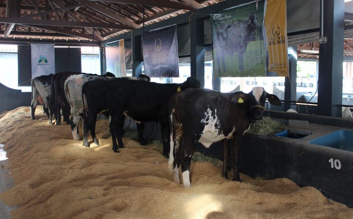 Animais Girolando começam a chegar para ExpoZebu 2019