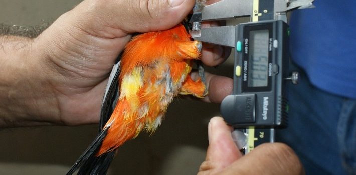 Governo promove devolução de animais silvestres na Zona da Mata Governo promove devolução de animais silvestres na Zona da Mata