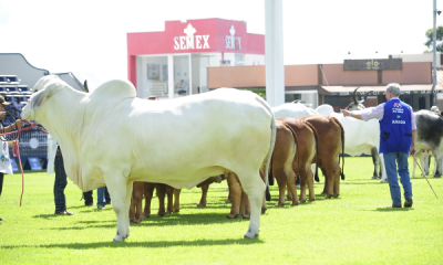 Termina hoje prazo para indicar jurados para ExpoZebu 2019