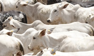 Vacinação de bovinos e bubalinos contra a febre aftosa começa em Minas na próxima quarta