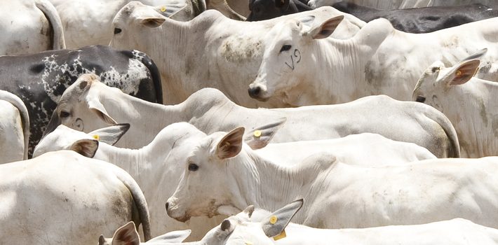 Vacinação de bovinos e bubalinos contra a febre aftosa começa em Minas na próxima quarta