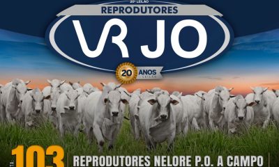 Leilão Reprodutores VRJO