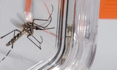 Governo de Minas reforça ações contra a dengue