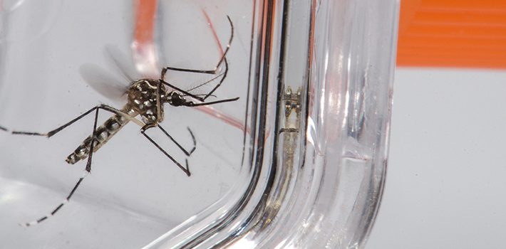 Governo de Minas reforça ações contra a dengue