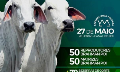 ‘Leilão Virtual Brahman Nova Pousada’ vai oferecer mais de 170 animais no próximo dia 27