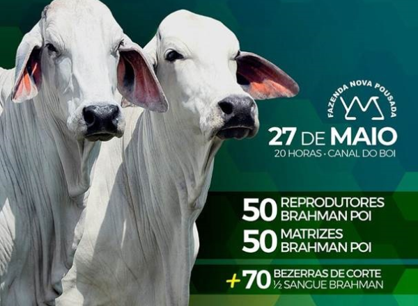 ‘Leilão Virtual Brahman Nova Pousada’ vai oferecer mais de 170 animais no próximo dia 27